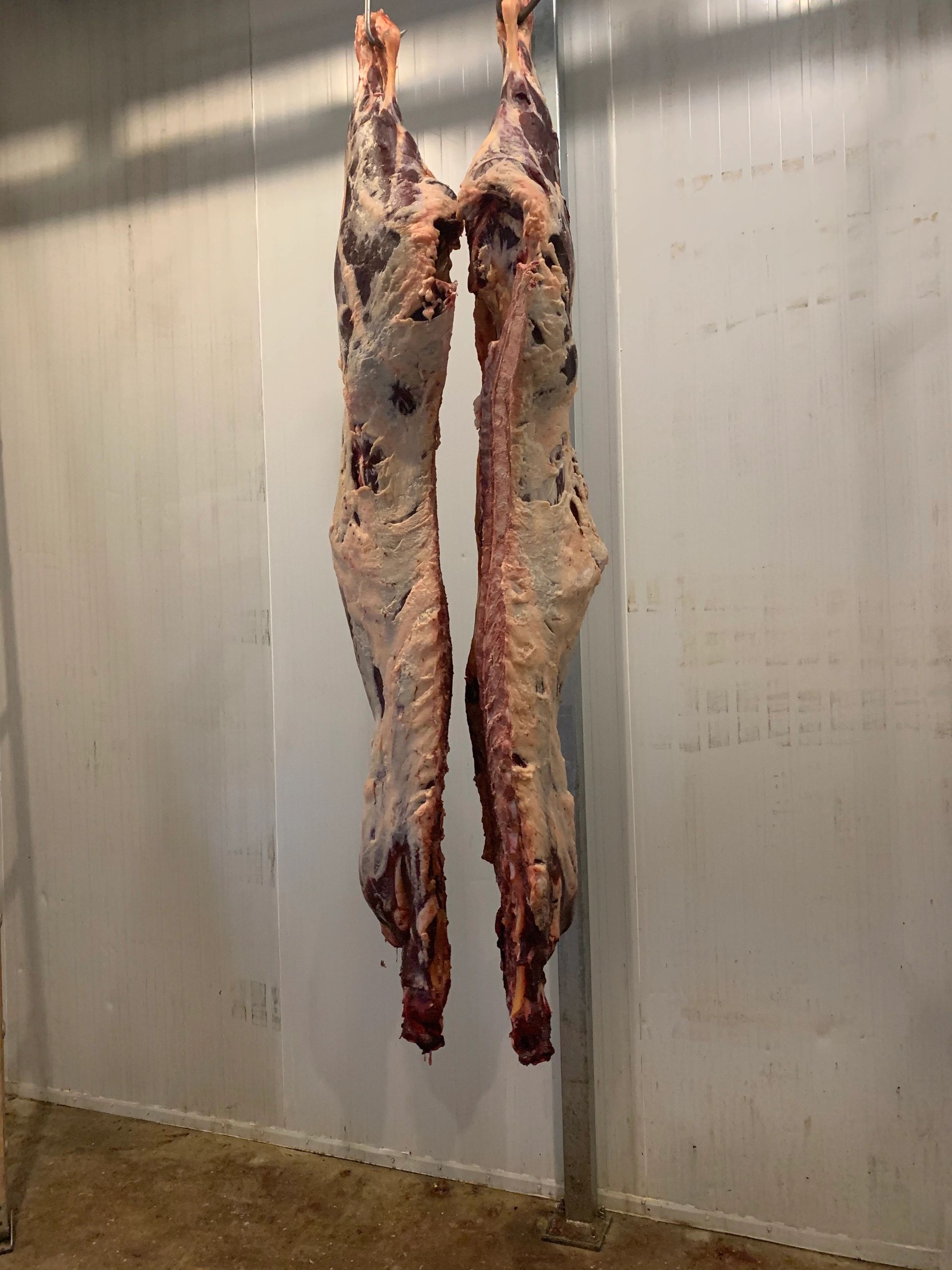 Both sides of a typical cow, with a good layer of fat.