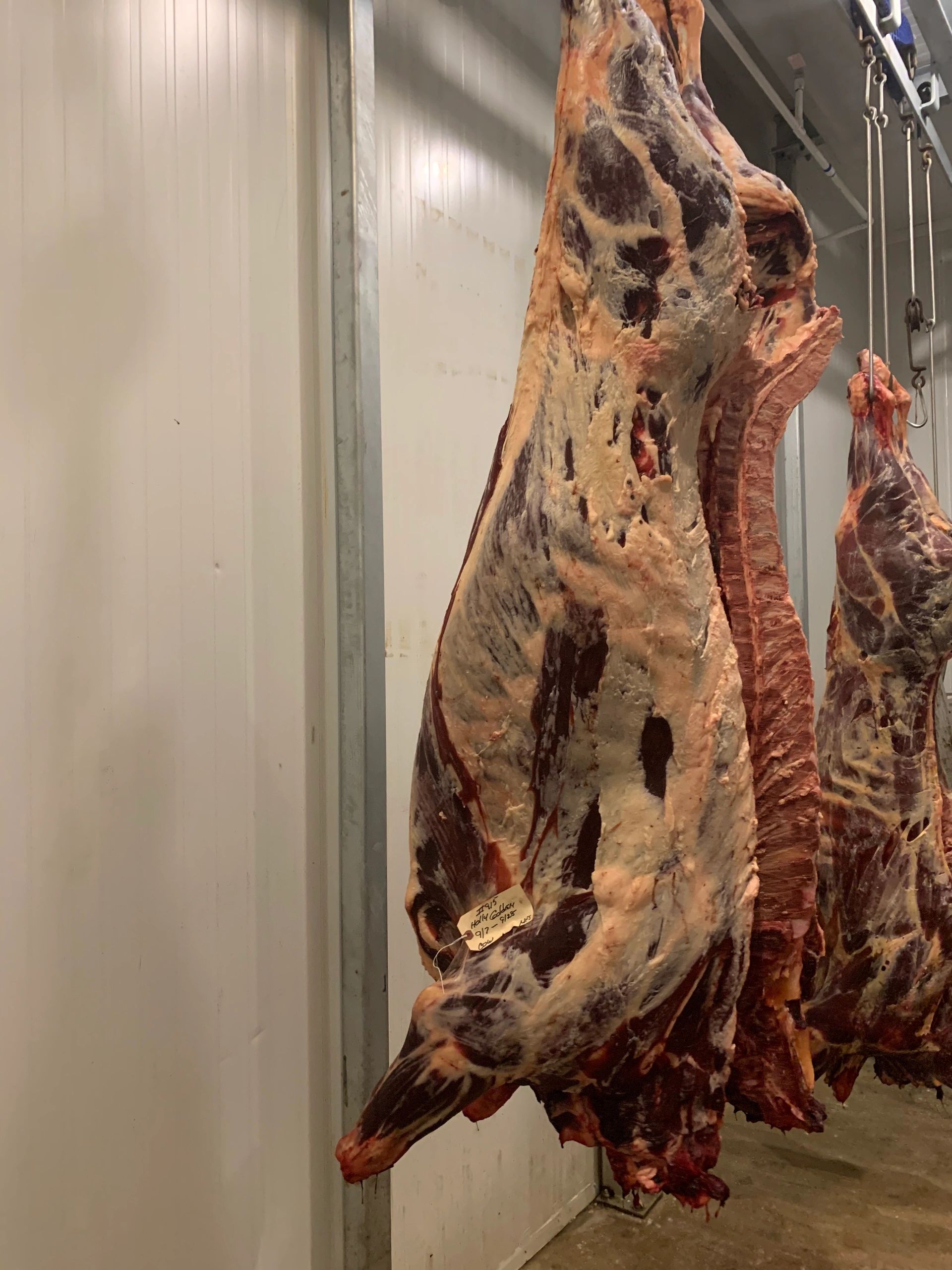 Close-up of hanging beef with a good fat cover.