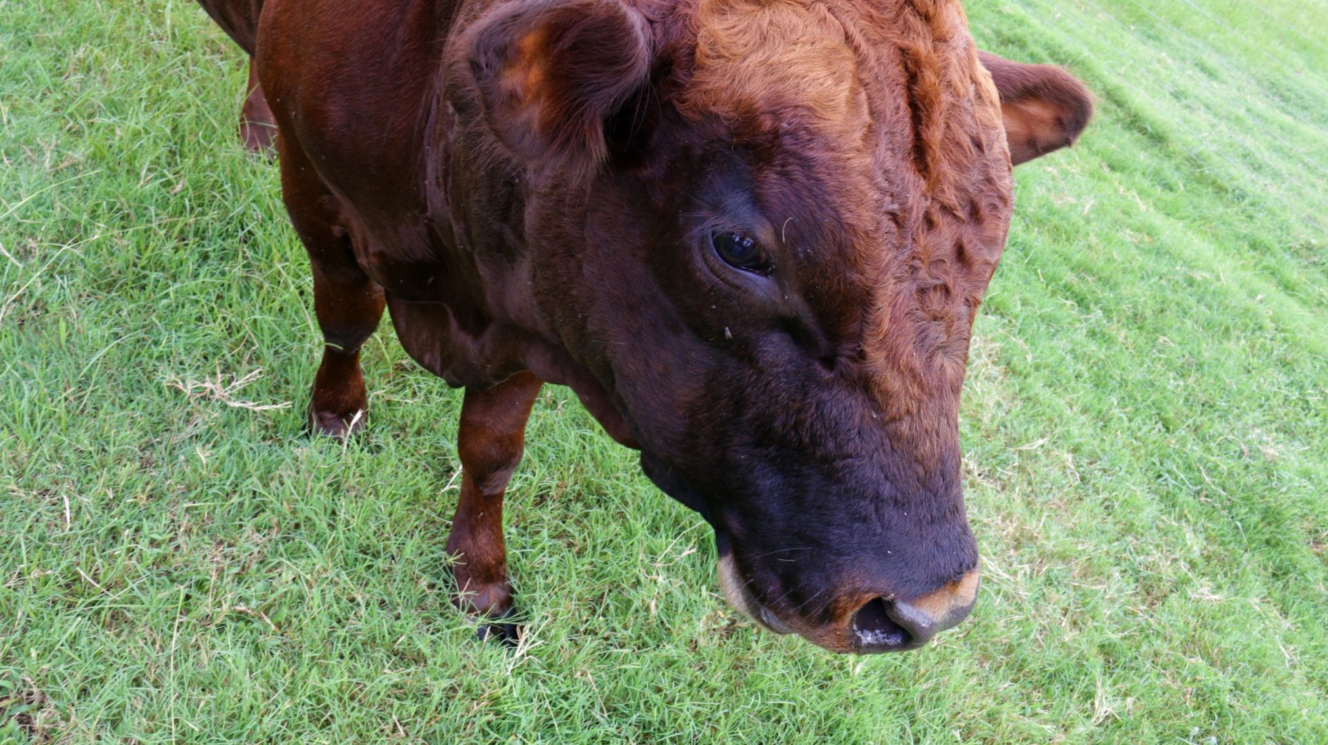 Dillon of Kirkhaven Farm