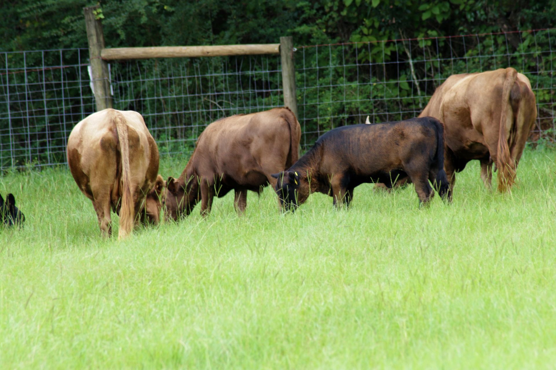 Marvin and Holly at Apafia Farm