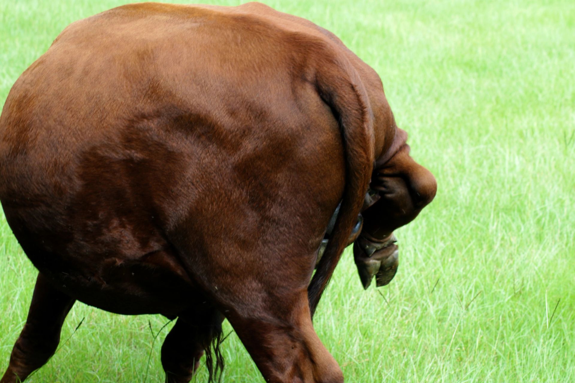 Cattle at Apafia Farm