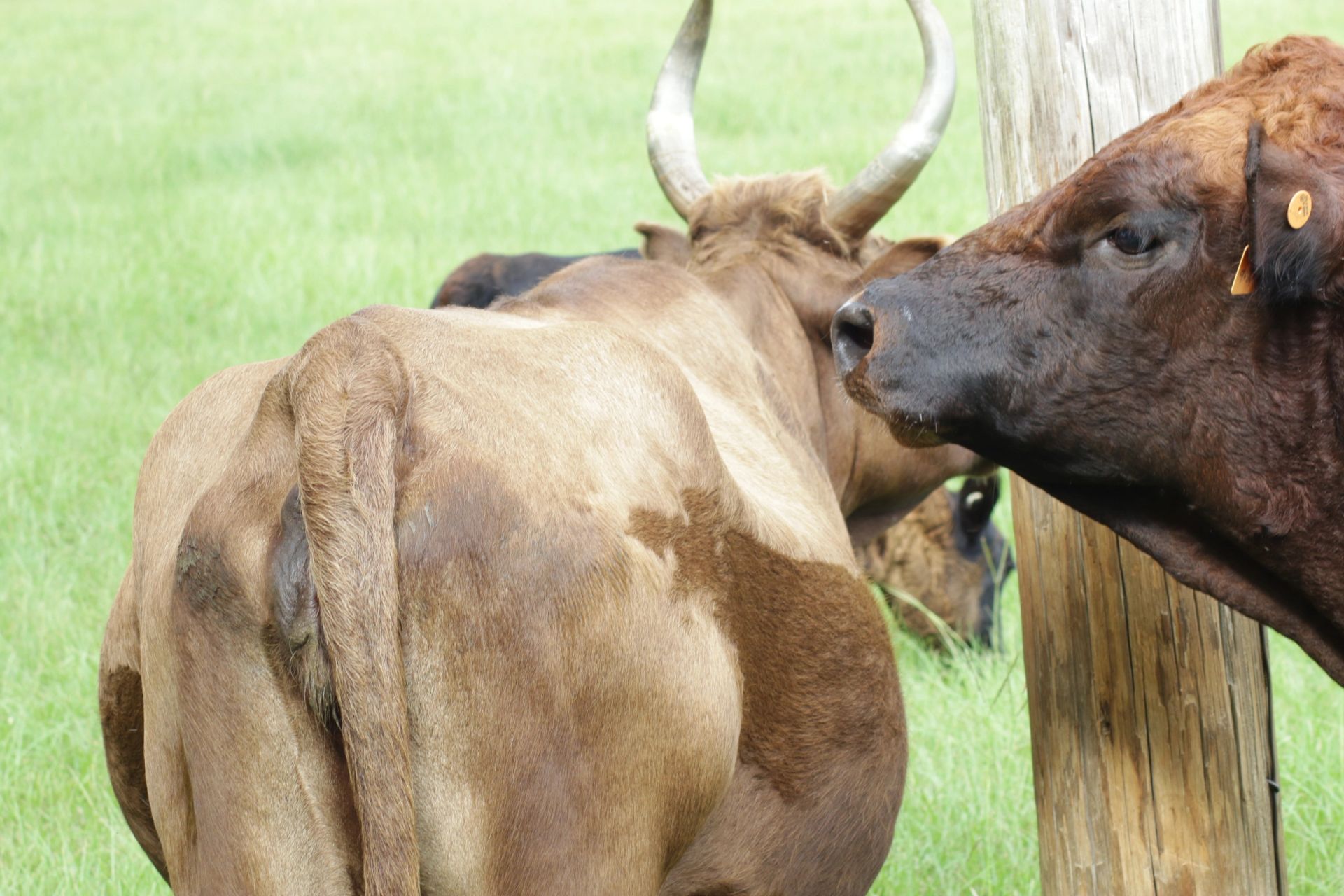 Pasture at Apafia Farm