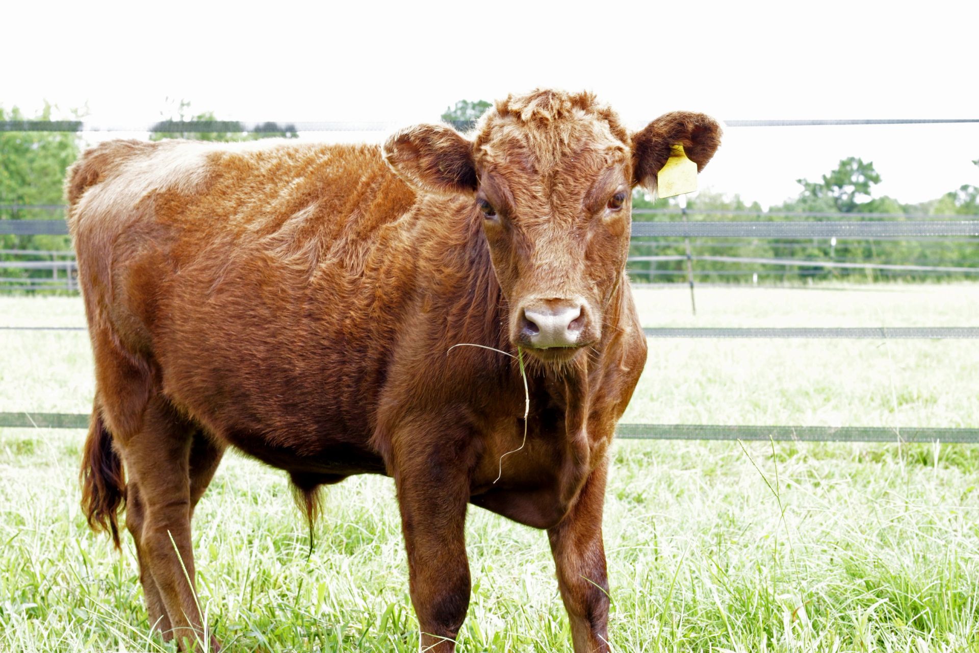 Close-up of brown cows in a green field